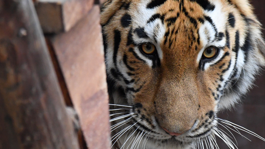    Фото: © РИА Новости/Илья Наймушин; 5-tv.ru