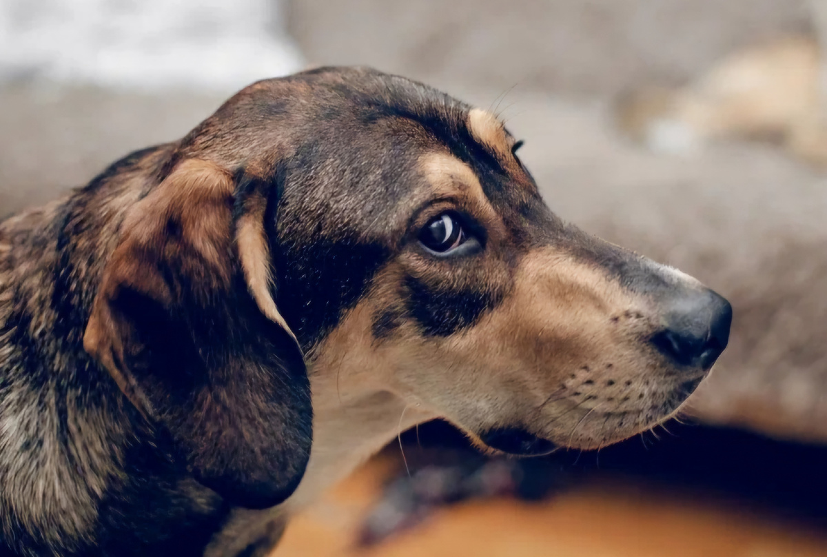Это Бруно, моя боль,и я верю что найду ему дом
