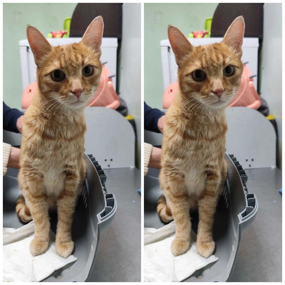 Найден на улице, скорее всего бывшедомашний.