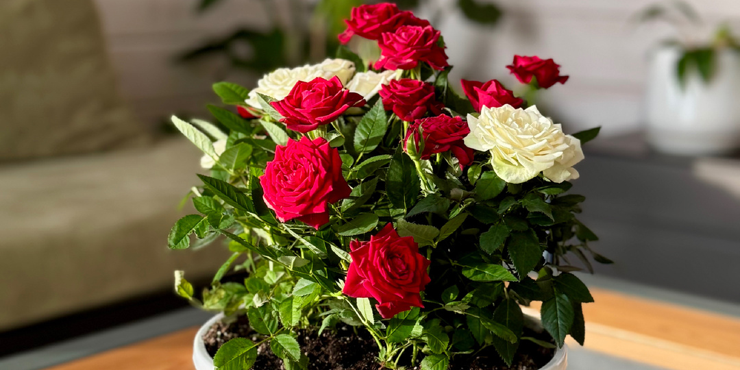 Год без химий