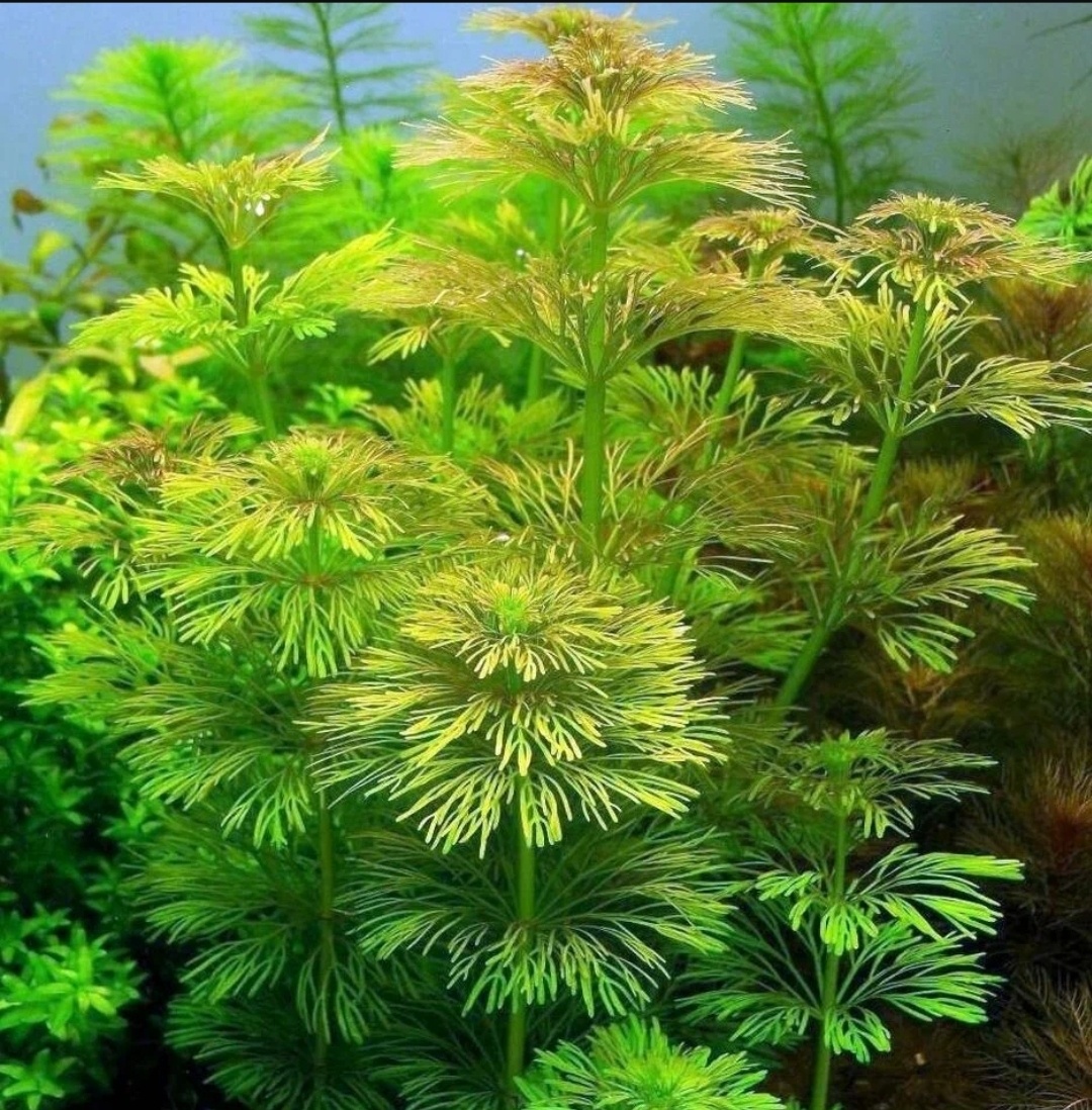 ## Лимнофила Сидячецветковая: эффектное растение для аквариума### Описание растения**Лимнофила Сидячецветковая** – впечатляющее аквариумное растение с пышной кроной. Высота растения может достигать 50 см. Листья окрашены в зеленый и красный цвета, что создает яркий декоративный эффект.### Условия содержания* **Температурный режим**: 24-28°C* **Кислотность воды**: 6-8.5 pH* **Жесткость воды**: 2-16 GH* **Освещение**: интенсивное, до 14 часов в сутки* **Подача CO2**: обязательна### Особенности размещения**Оптимальное расположение** – задний план аквариума. Растение прекрасно подходит для создания:* Фоновой композиции* Живой стены* Групповых посадок* Акцентных элементов### Способы размножения**Методы размножения**:* Черенкование* Деление корневищаДля успешного размножения необходимо:* Обеспечить качественный грунт* Поддерживать стабильную температуру* Контролировать подачу CO2* Обеспечить достаточное освещение### Особенности ухода**Важные характеристики**:* Быстрая скорость роста* Интенсивное разрастание кустов* Способность менять окраску листьев* Зависимость длины стеблей от освещения### Преимущества растения* **Яркая окраска** с возможностью изменения цвета* **Быстрый рост** и легкое размножение* **Пышная крона** с крупными листьями* **Универсальность** в создании аквариумных композиций* **Неприхотливость** при соблюдении основных условий### Рекомендации по содержанию**Основные требования**:* Обеспечить интенсивное освещение* Поддерживать стабильную подачу CO2* Контролировать качество воды* Своевременно проводить обрезкуЛимнофила Сидячецветковая станет отличным выбором для аквариумистов, готовых обеспечить необходимые условия содержания. При правильном уходе растение порадует своим быстрым ростом, пышной кроной и яркой окраской, создавая впечатляющие композиции в аквариуме.