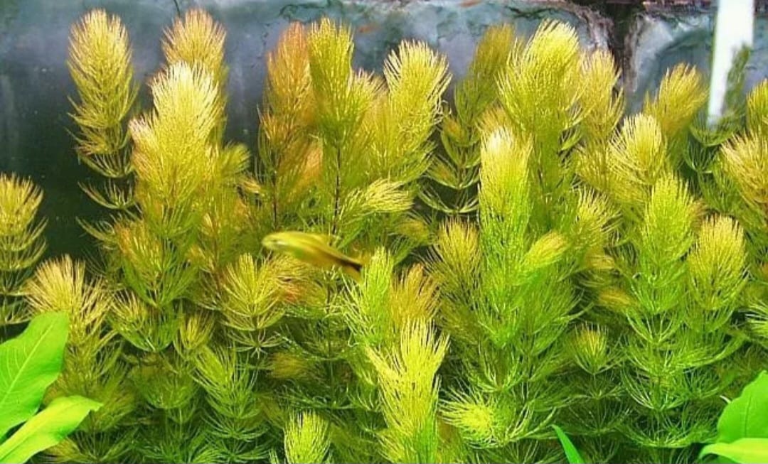 ## Роголистник лисий хвост: неприхотливый очиститель аквариума### Описание растения**Роголистник лисий хвост** – популярное аквариумное растение с характерными игольчатыми листьями темно-зеленого цвета и красноватыми стеблями. Своё название получило благодаря необычной форме листьев, напоминающей лисий хвост.### Особенности роста**Сезонность развития**:* Зимой рост замедляется, растение опускается на дно* Весной начинается активный рост* При температуре выше 24°C развитие происходит особенно быстро### Условия содержания* **Температурный режим**: 10-28°C* **Кислотность воды**: 6.0-9.0 pH* **Освещение**: 0,3 Вт/л* **Высота**: до 80 см* **Скорость роста**: быстрая### Особенности размещения**Способы выращивания**:* В плавающем состоянии в толще воды* Высаживать в грунт (не укореняется)* Оптимальное расположение – задний план### Размножение**Способ размножения**: деление стебля. Растение легко размножается путем отделения частей стебля.### Преимущества растения* **Универсальность** – подходит для любых типов аквариумов* **Неприхотливость** в содержании* **Эффективное очищение** воды от нитратов* **Быстрое развитие** при оптимальных условиях* **Подходит** для запуска нового аквариума### Рекомендации по содержанию**Важные особенности**:* Может выращиваться как в холодноводных, так и в тропических аквариумах* Не требует сложного ухода* Хорошо переносит различные параметры воды* Не нуждается в особом грунтеРоголистник лисий хвост – отличный выбор для начинающих аквариумистов. Это неприхотливое растение не только украсит аквариум, но и поможет поддерживать чистоту воды, эффективно поглощая нитраты. Благодаря своей универсальности и простоте в содержании, оно станет незаменимым помощником в создании здорового аквариумного биома.