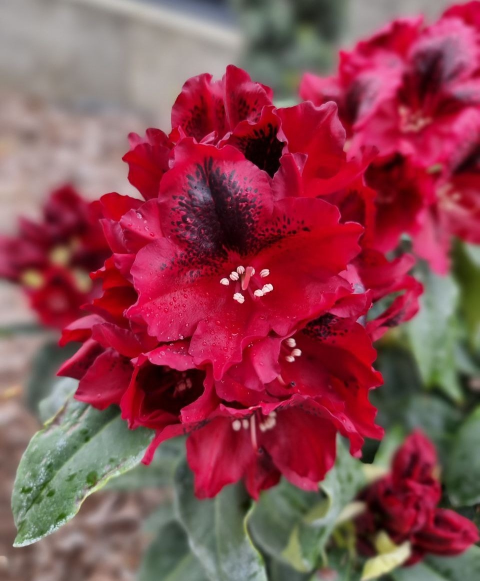 Rhododendron 'Edith Hachmann' - цвет яркий и благородный, отлично смотрится в саду.