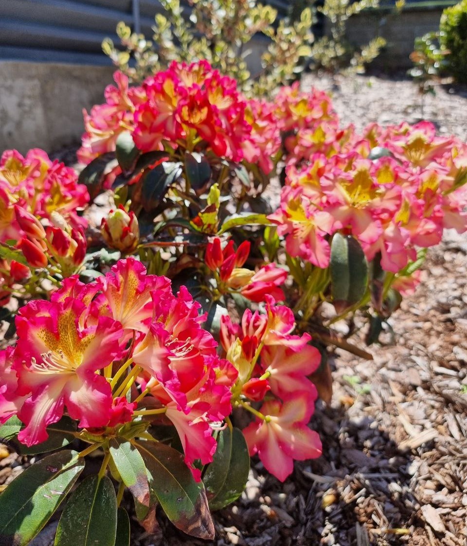 Rhododendron 'Raphaela' поражает своей яркой окраской - настоящий карнавал.