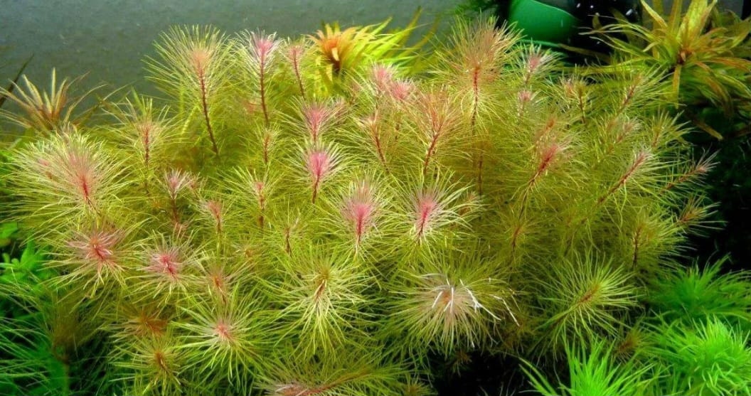 ## Ротала Вьетнам: изысканное украшение аквариума### Описание растения**Ротала Вьетнам** – изящное аквариумное растение с характерной окраской. Имеет красный стебель и зеленые листья, которые при ярком освещении приобретают золотистый оттенок. Высота растения достигает 30-40 см, ширина – 3-5 см.### Условия содержания* **Температурный режим**: 24-28°C* **Кислотность воды**: 6.0-7.0 pH* **Жесткость воды**: 2-12°* **Освещение**: яркое, 0,5-0,8 Вт/л* **Скорость роста**: медленная* **Высота**: 30-40 см* **Ширина**: 3-5 см### Особенности размещения**Способы выращивания**:* Высадка в грунт* Свободное плавание в толще воды* Групповые посадки (8-10 кустов)### Требования к уходу**Важные условия**:* Еженедельная подмена 1/5 воды* Высокоэффективная фильтрация* Контроль уровня нитратов (не более 10 мг/л)* Грунт: смесь крупнозернистого песка с мелким гравием (слой 4 см)* Защита от затемнения другими растениями### Особенности содержания**Специфика растения**:* Мгновенно реагирует на изменения параметров воды* Требовательно к содержанию железа* Не переносит мутную воду* Продолжительность светового дня: не менее 10 часов### Размножение**Способ размножения**: черенкование. Растение размножается путем отделения частей стебля.### Преимущества растения* **Изысканная окраска** листьев* **Эффектный внешний вид** в групповых посадках* **Универсальность** размещения* **Возможность** выращивания в разных типах аквариумов### Рекомендации по содержанию**Основные требования**:* Обеспечить яркое освещение* Поддерживать стабильность параметров воды* Регулярно проводить подмену воды* Использовать качественную фильтрацию* Следить за чистотой водыРотала Вьетнам – требовательное, но очень эффектное растение для аквариумов. При правильном уходе оно станет настоящим украшением аквариума, создавая яркие акценты в композиции. Особенно важно поддерживать стабильные параметры воды и обеспечивать качественный уход для сохранения здоровья растения.