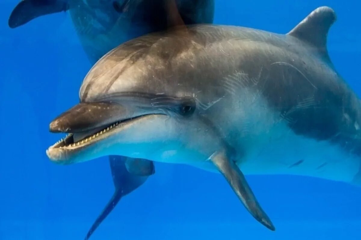    Приморский океанариум сообщил о гибели дальневосточной афалины