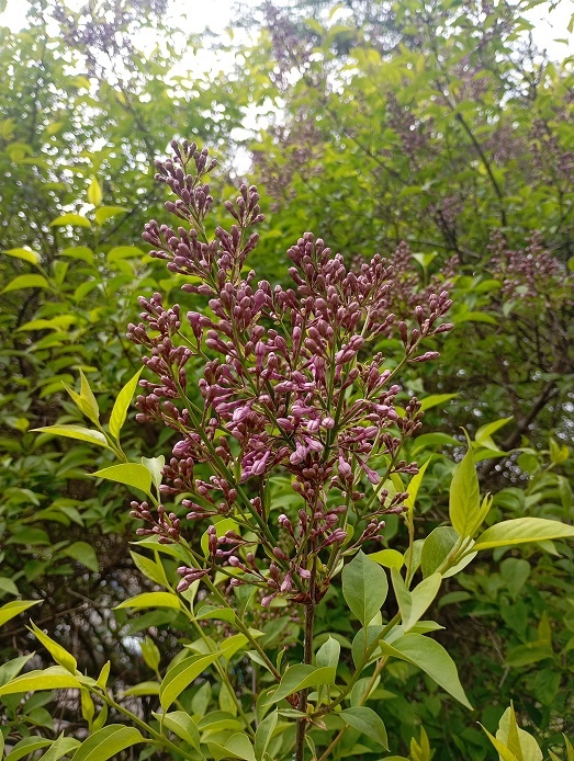 Рига, 9 мая 2025