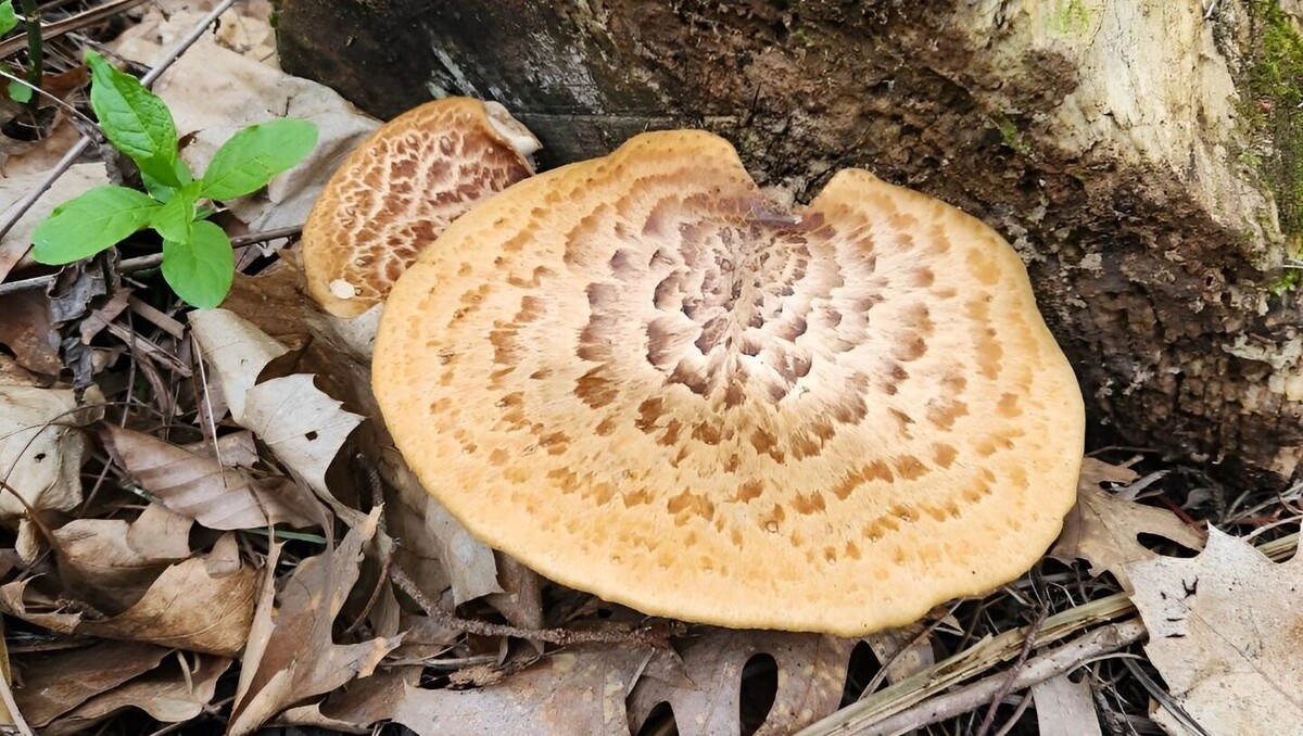     Источник: transsibinfo.com