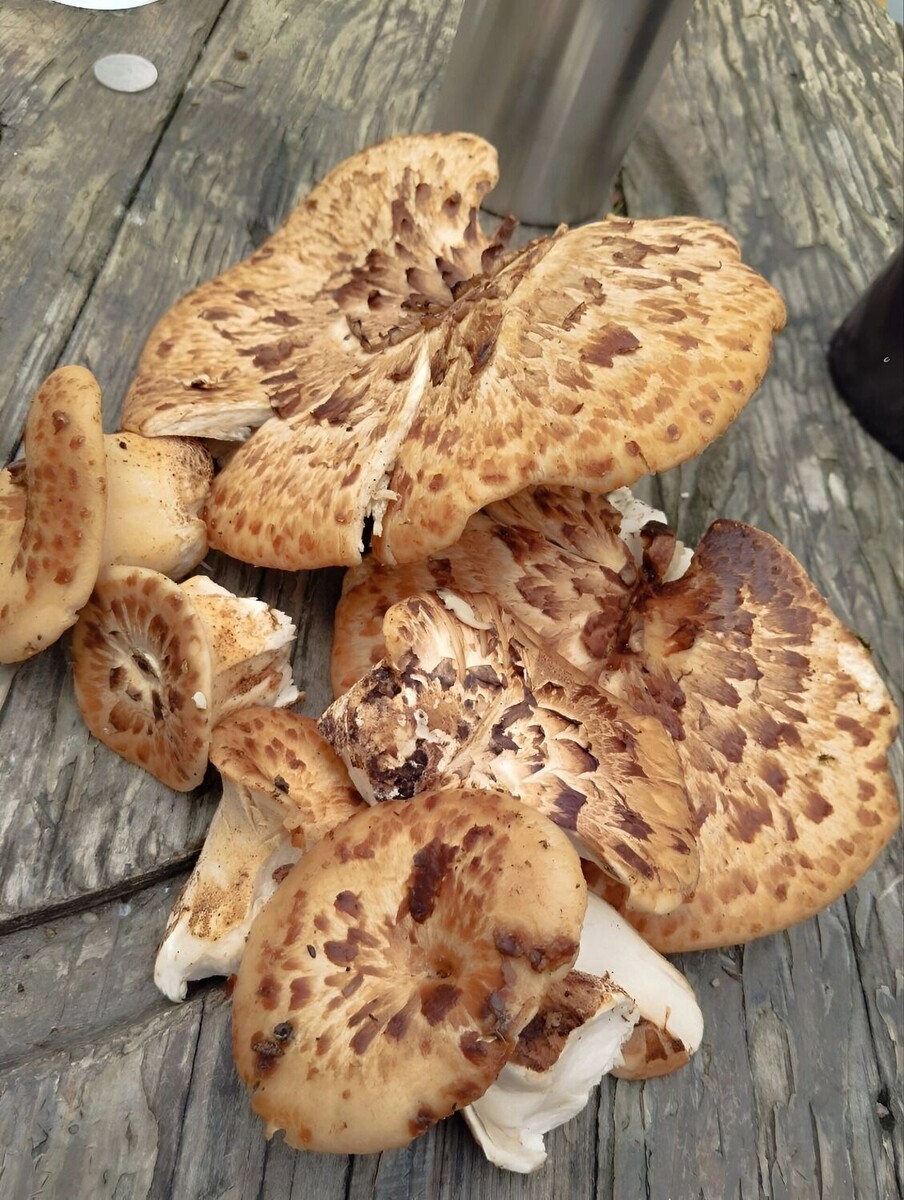     Источник: transsibinfo.com