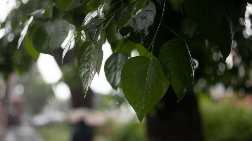    Дождь. Дерево. Погода. Источник: Анна Меньшикова, ТОЛК