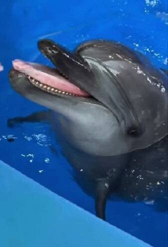    Источник фото: t.me/primocean_aquarium