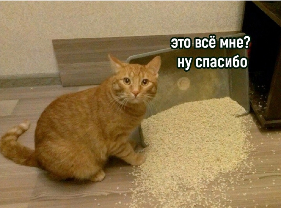 Коты ценят хорошее отношение.☺