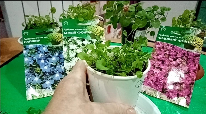 лобелия рассадой/фото автора