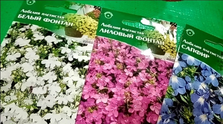 высаживала данные сорта лобелии/фото автора