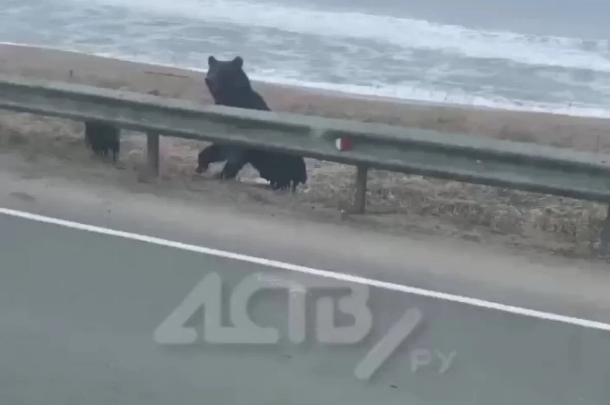    На Сахалине медведица с медвежонком вышли к трассе в районе Взморья