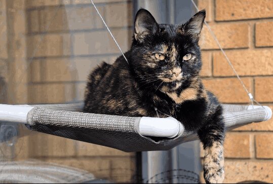    The Verge / Dominic Preston