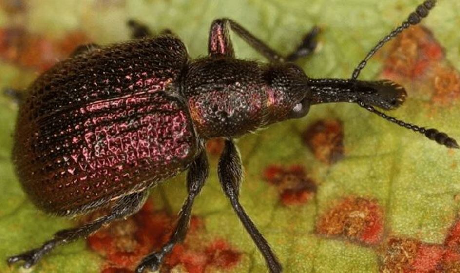 Долгоносик