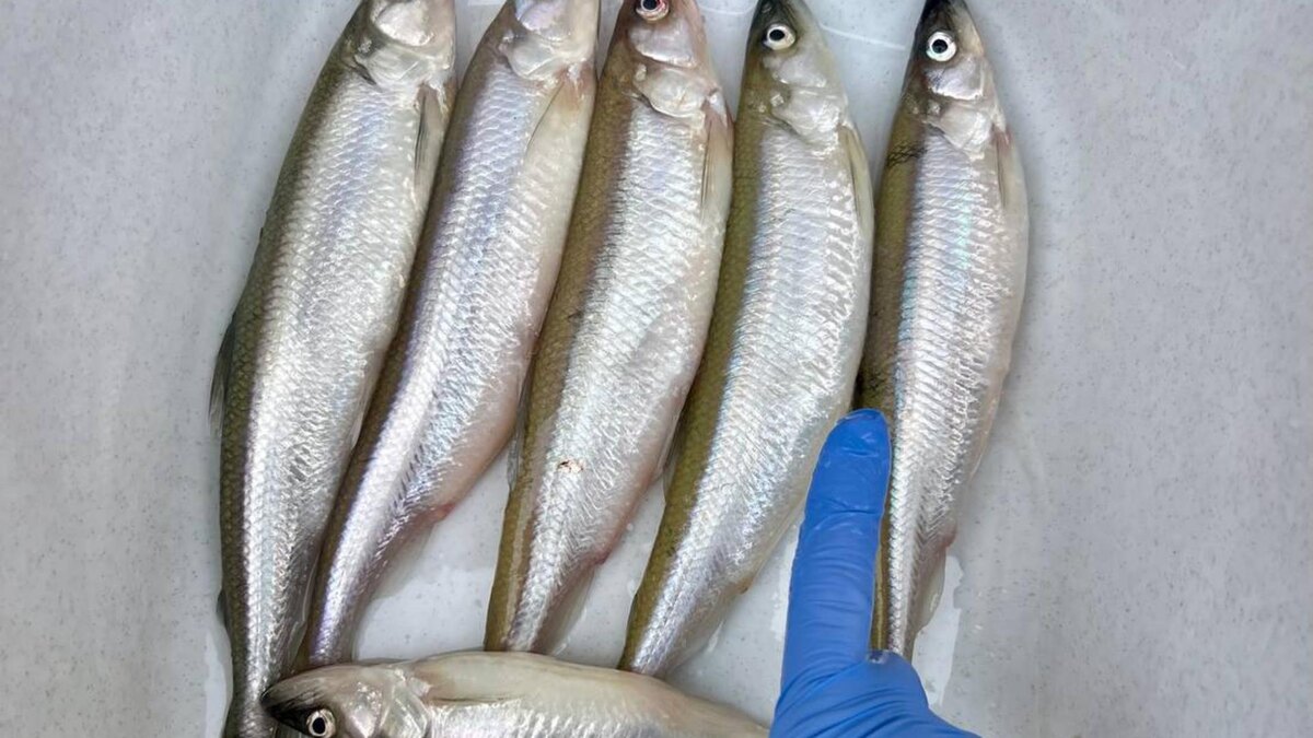    Фото: тг-канал "Фонд друзей балтийской нерпы"