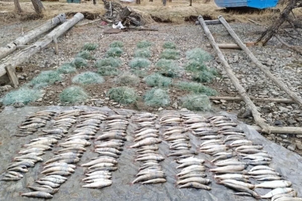    В заповедной зоне Байкала браконьеры бросили в сетях более 240 рыб