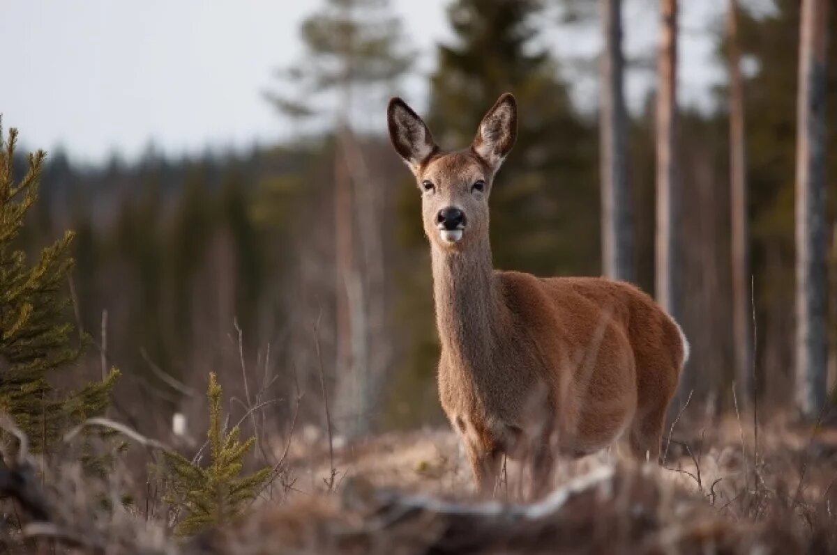    Благородные изюбры для котлет дорого обошлись жителю Хабаровского края