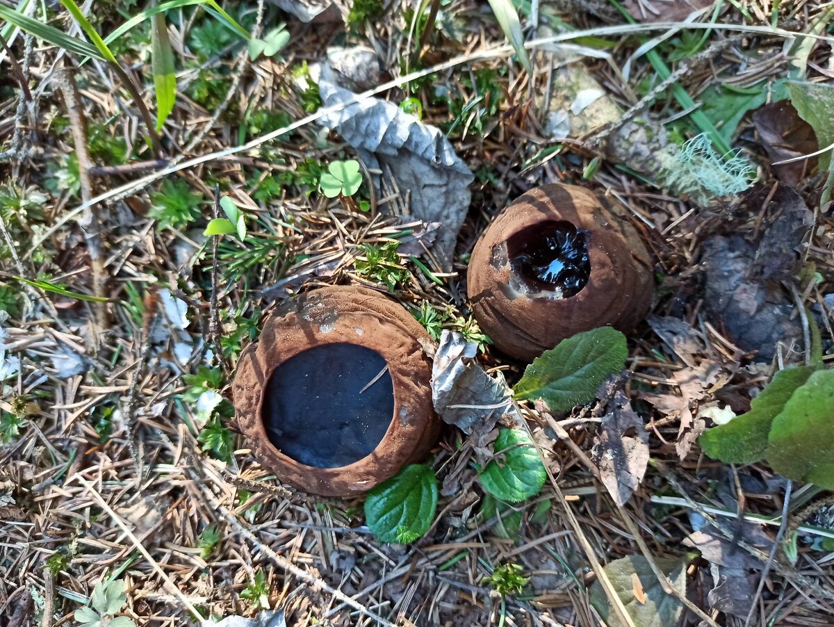 Саркосомы шаровидные. Фото Доктора Д. 09.05.25