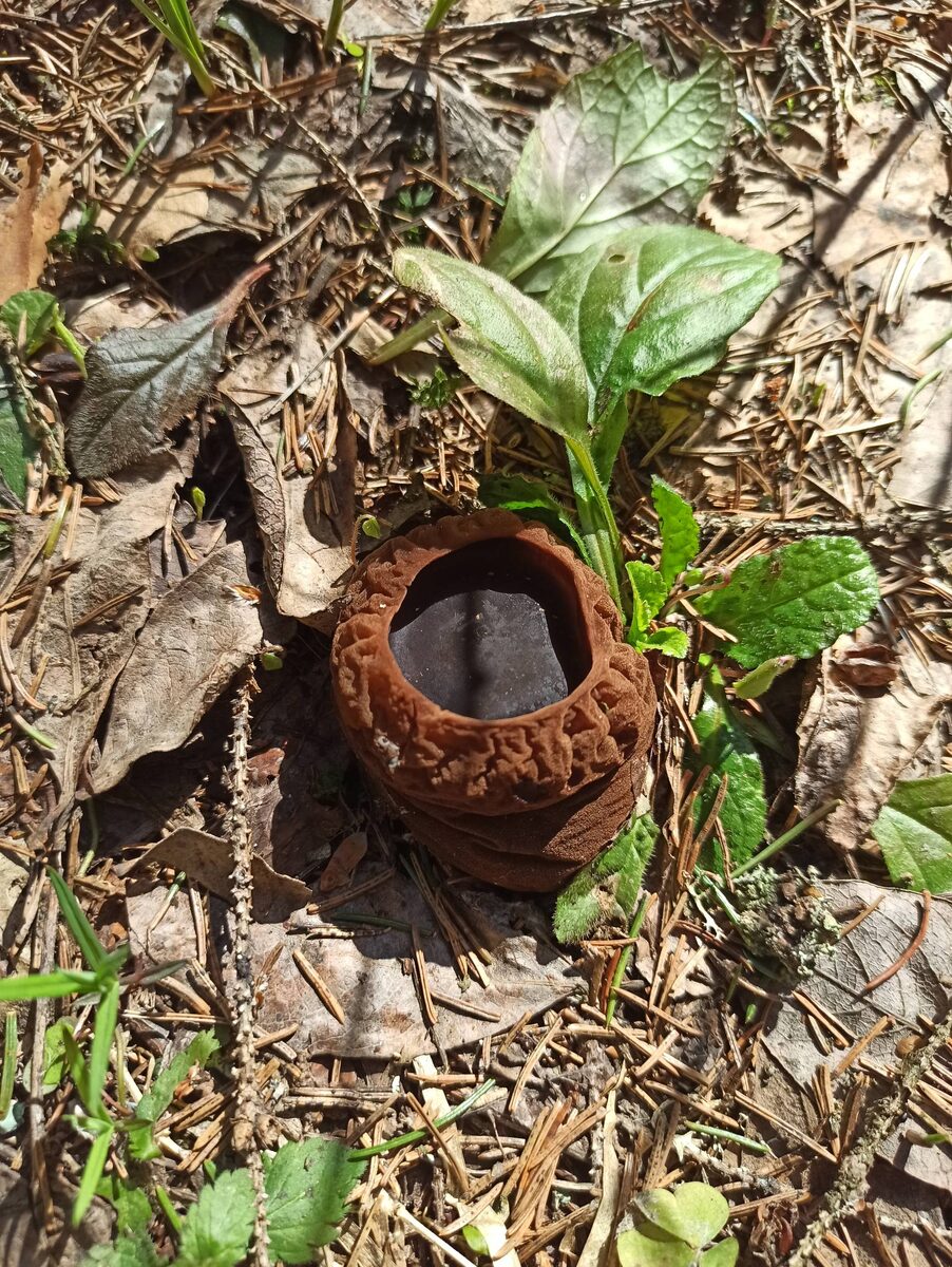 Саркосомы шаровидные. Фото Доктора Д. 09.05.25