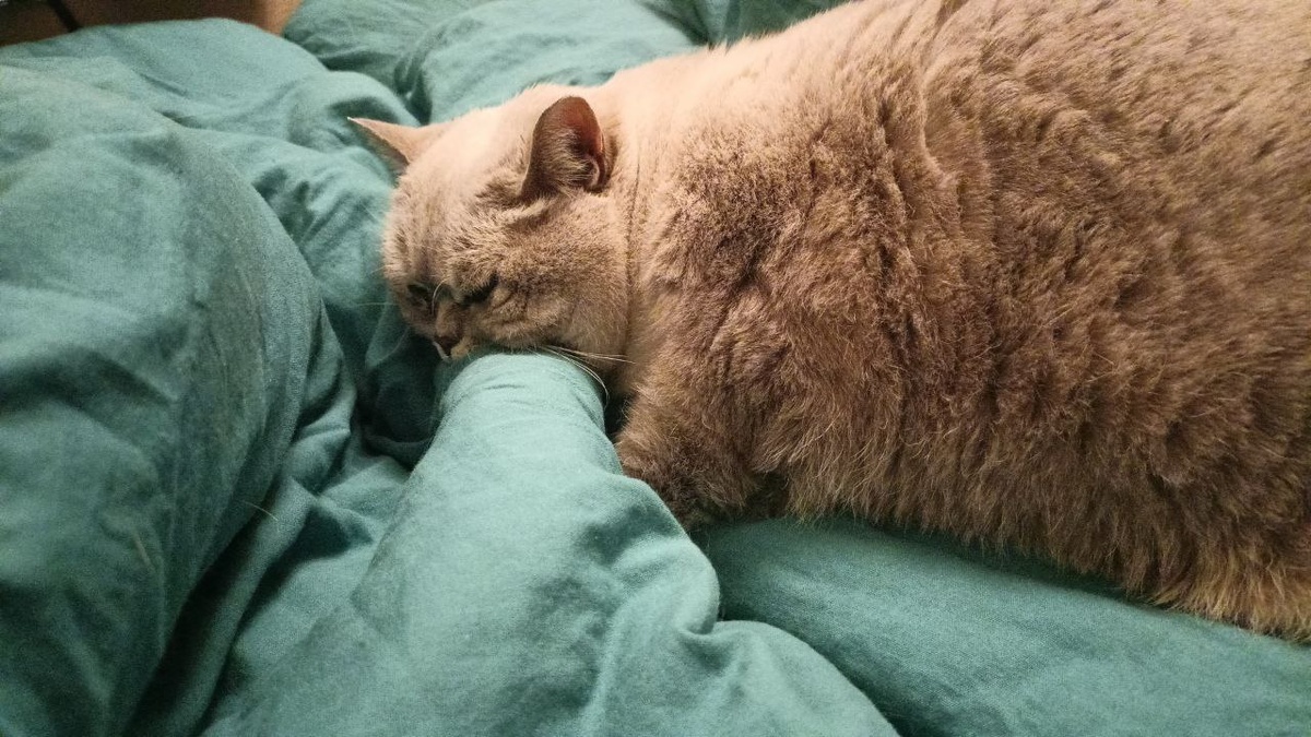 Пожилая воровка на своём любимом диване