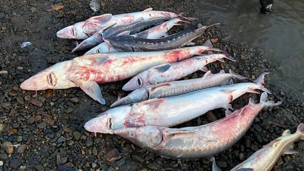     Источник: Пресс-служба Полиции Хабаровского края