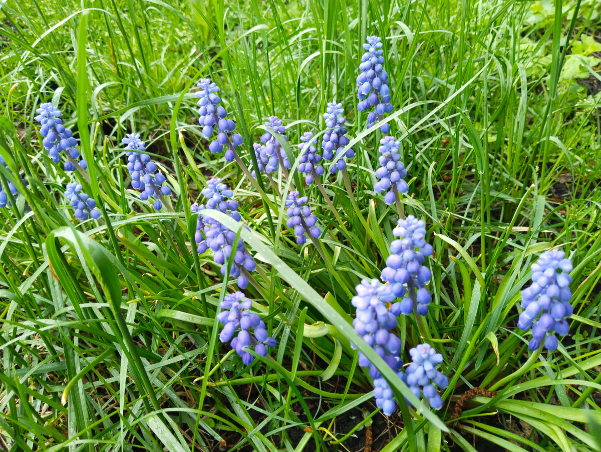 У кого что, а у нас ещё мускари цветут. Фото 11.05.2025