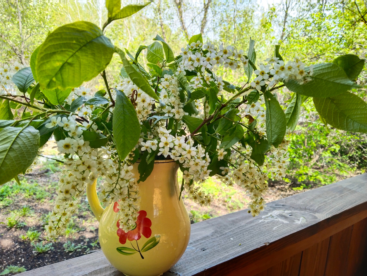 Обязательный сезонный букет в беседке. Первая всегда верба, потом медуница, теперь вот черёмуха. 08.08.2025. Жду сирень. Она у нас тоже белая.