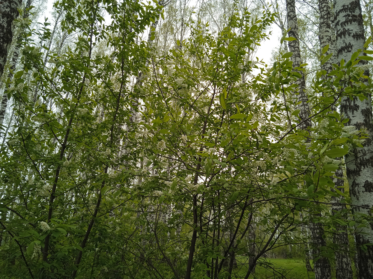 Дикая черемуха в цвету 