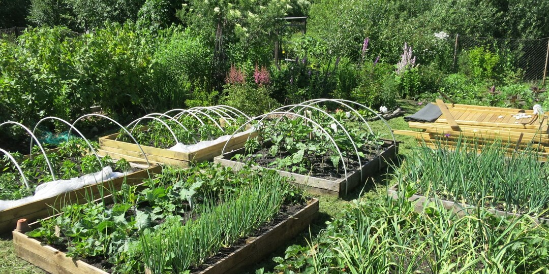 Как получить большой урожай на маленьком огороде