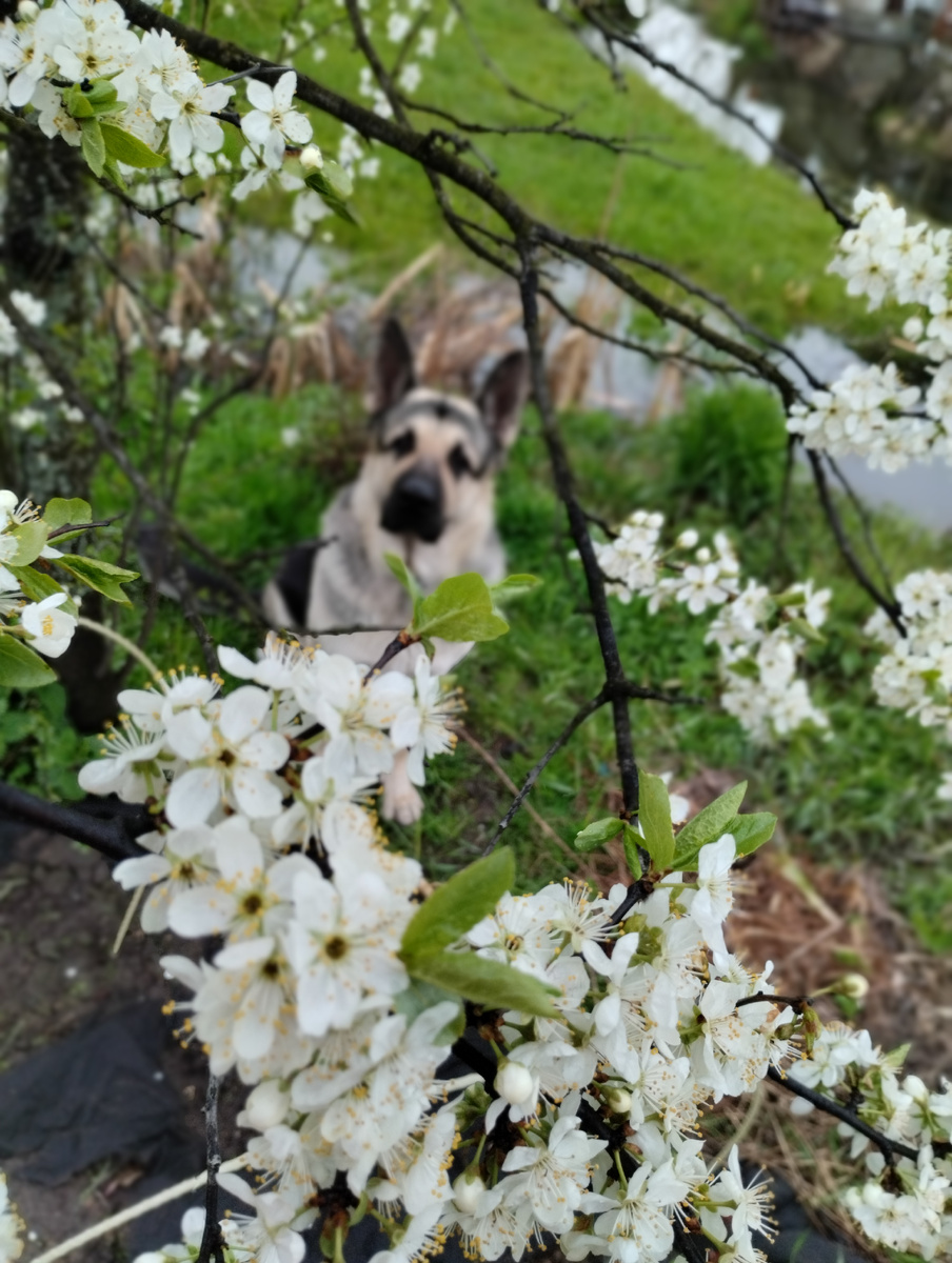 Захар и цветущий терн