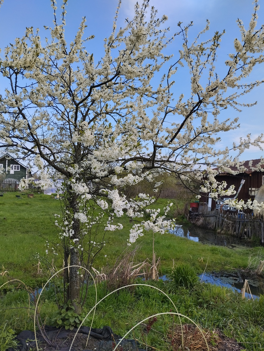 Цветущий терн