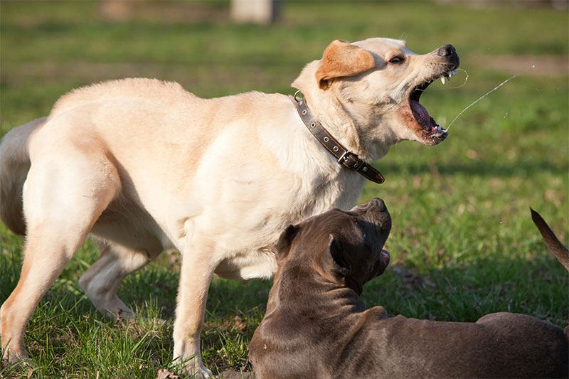 (просто фото из Интернета - ну что за статья без иллюстраций :))
