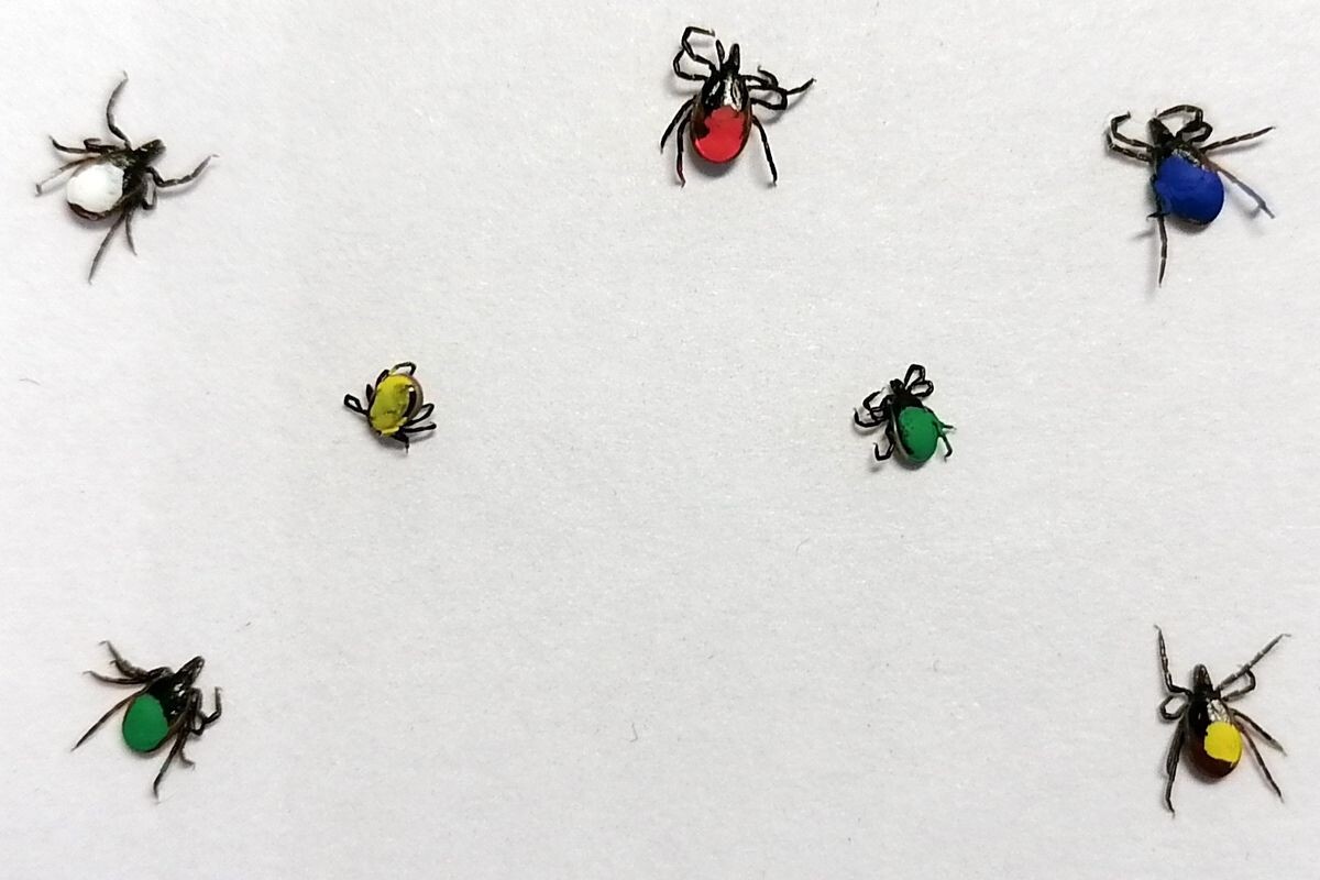    Маркированные клещи. Фото: КарНЦ РАН.