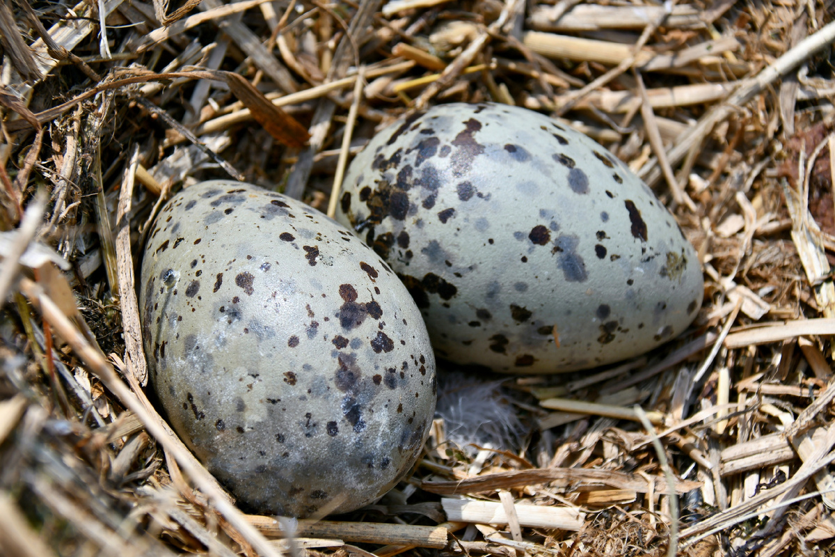 Яйца монгольской чайки.