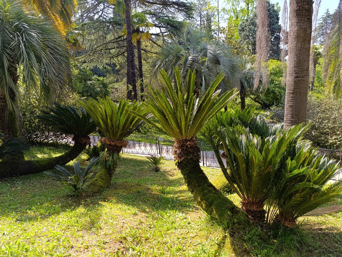 Трахикарпус Форчуна в Сочинском дендрарии. Фото автора канала Птичка Степная