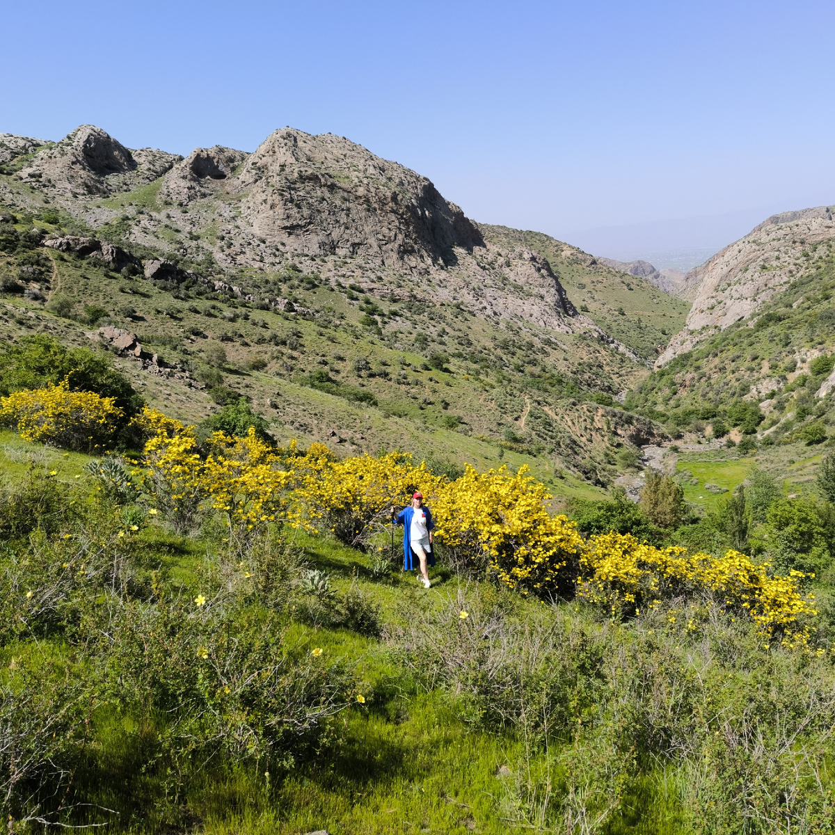 Цветение шиповника у Зеравшанского хребта
