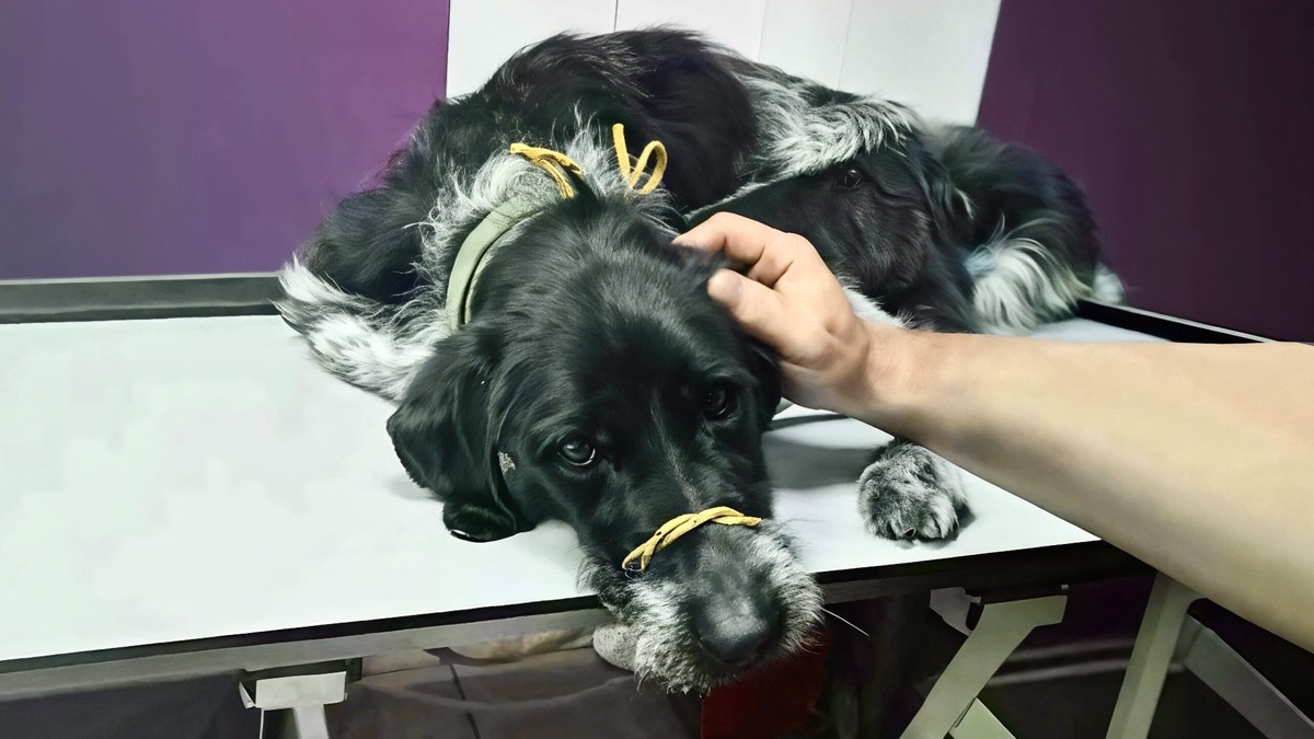    Лаки выжила после падения с 30-метровой высоты. Фото: из личного архива Дмитрия Фролова