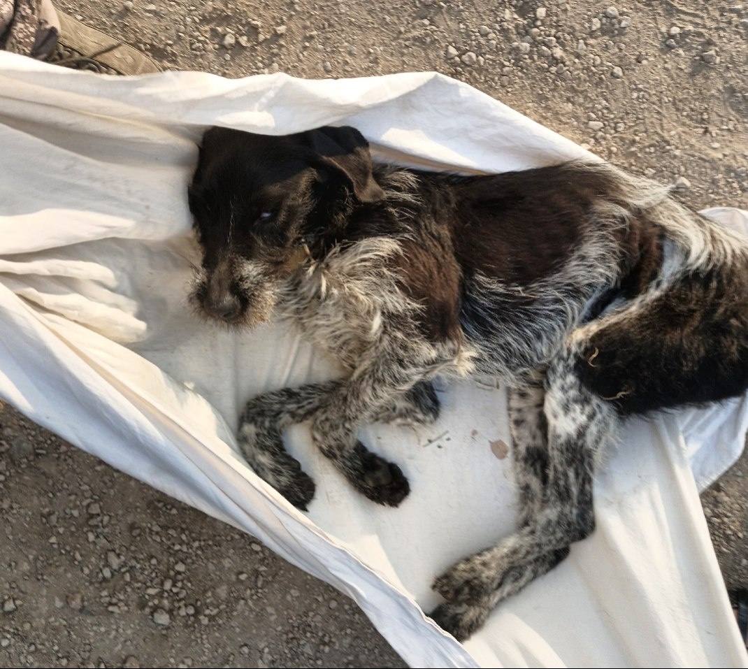    Собаку спасли волонтёры. Фото: из личного архива Дмитрия Фролова