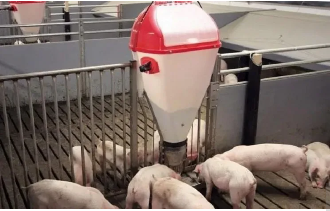 Фото из интернета 