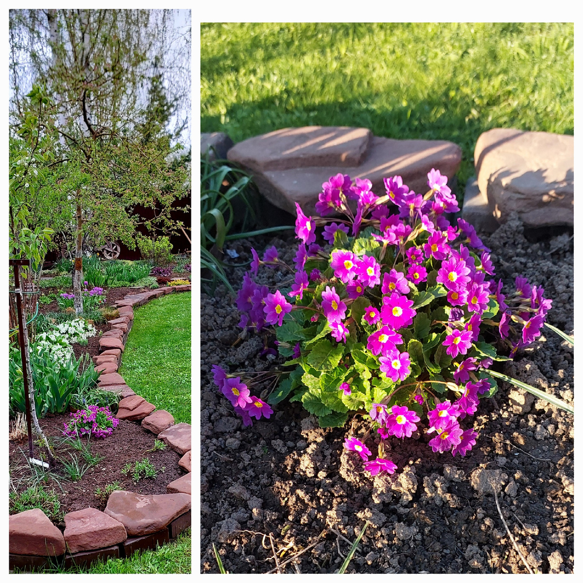 Примула рядом с ней всё ещё хороша. 