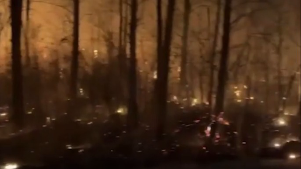    Фото: Telegram / Shot