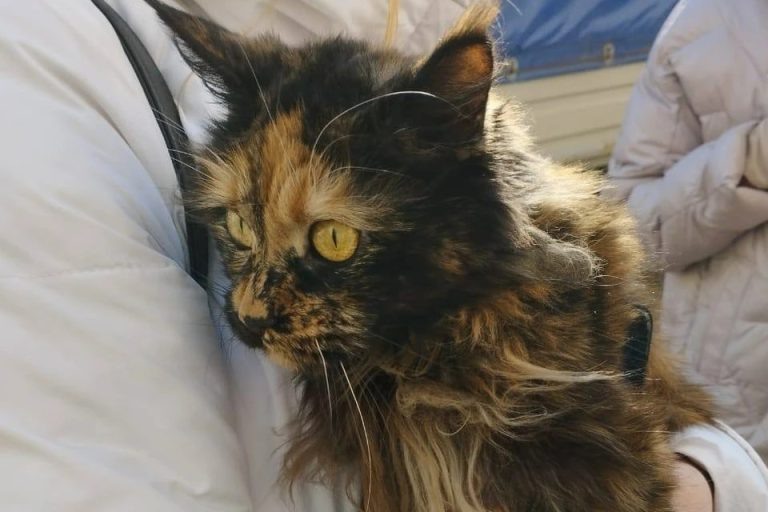    Фото: t.me/BublikRomanEisk Татьяна Шароватова