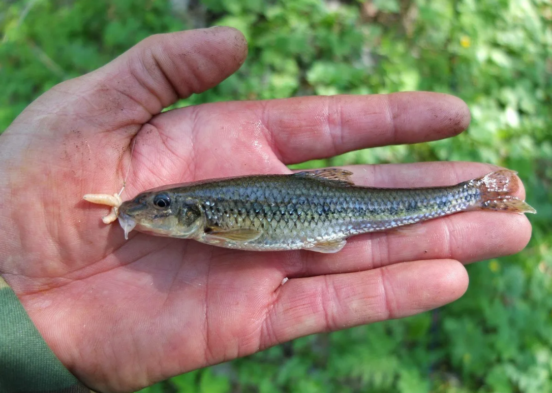пескарь в СССР, где раньше водился пескарь