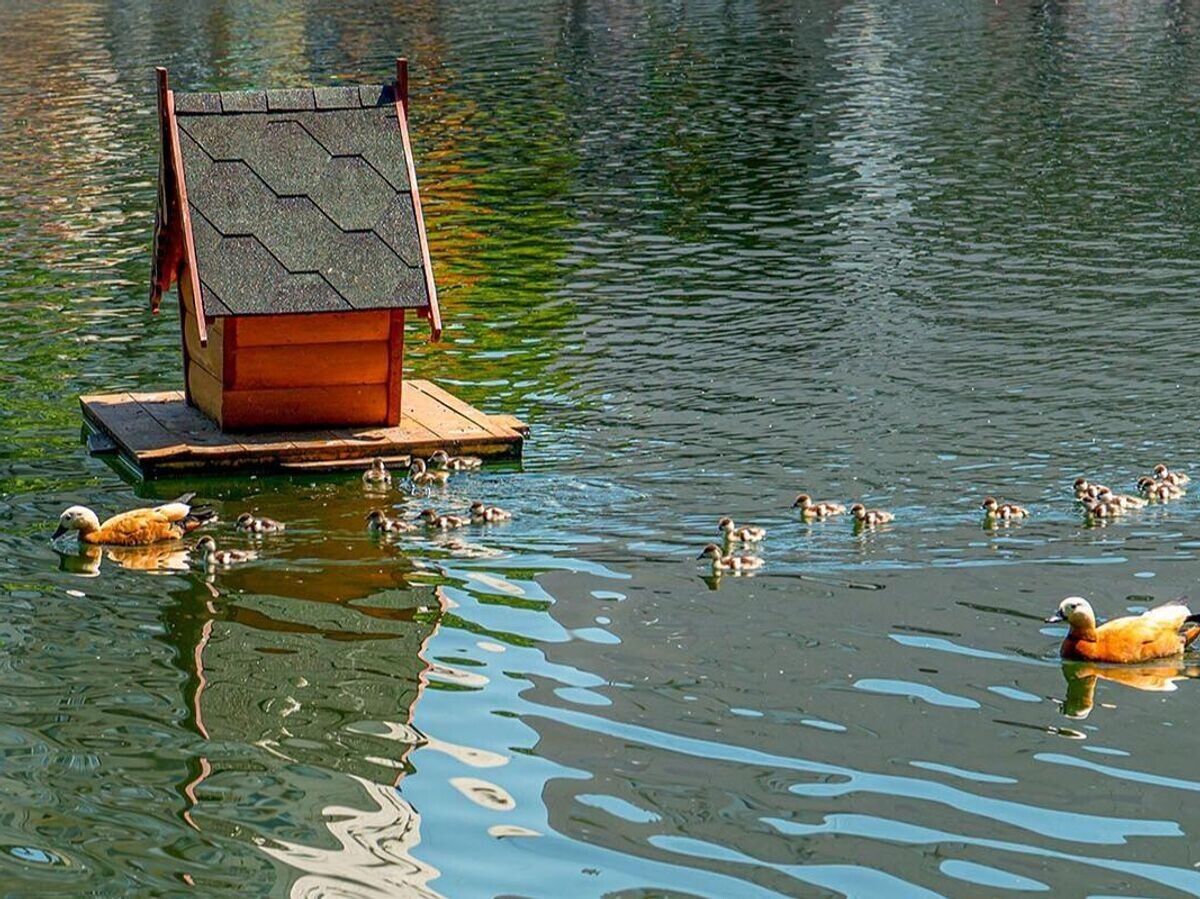    На городских водоемах установят почти 200 плавучих домиков для уток© Фото : пресс-служба мэра и правительства Москвы
