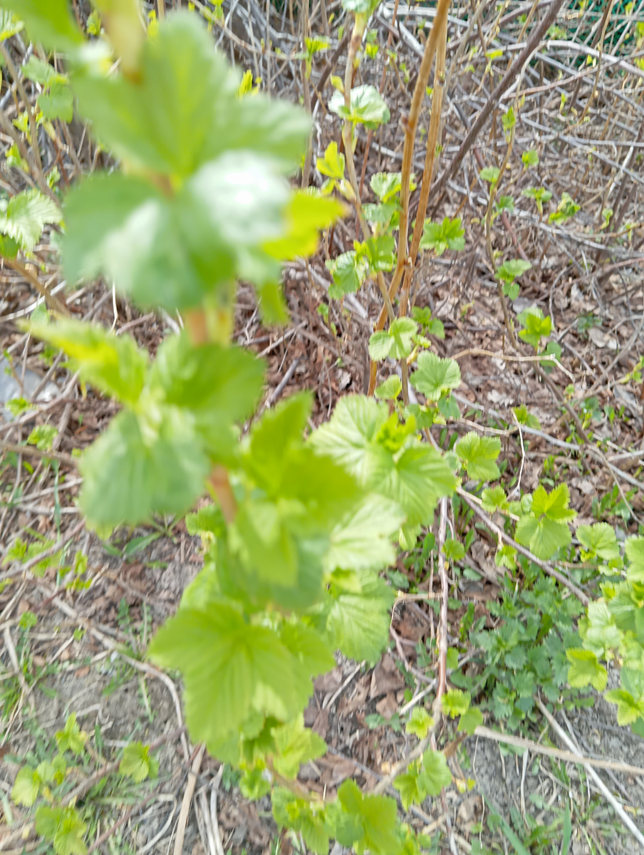 Смородина на даче