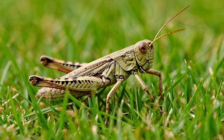    В Оренбуржье начали развиваться личинки итальянского пруса Оренбуржье