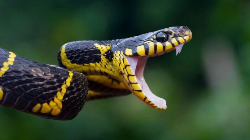    Фото: Kurit afshen/Shutterstock/Fotodom